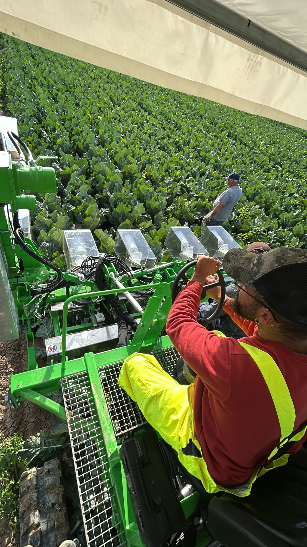 Operator driving the Flor machine through a cauliflower field